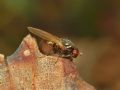 Calliopum sp.